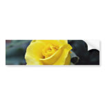 Hybrid Tea Rose 'Lanvin' White flowers Bumper Stickers