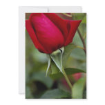 Hybrid Tea Rose Roses Invite
