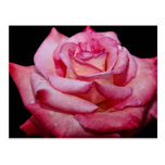 Hybrid Tea Rose 'Sheer Elegance' White flowers Postcard