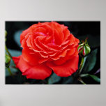 Hybrid Tea Rose White flowers Print
