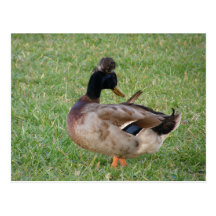 Hybridized Duck Postcards