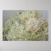Hydrangea 14 posters
