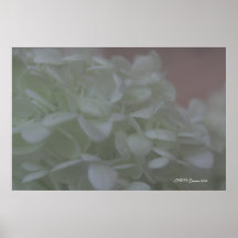 Hydrangea 6 print