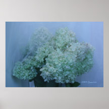 Hydrangea 7 print
