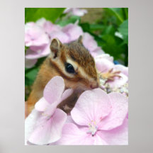 Hydrangea and Chipmunk (1) プリント
