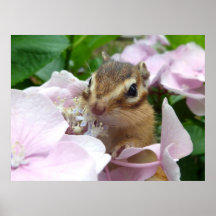 Hydrangea and Chipmunk (1) プリント