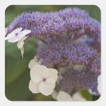 Hydrangea bloom, Dr. Sun Yat-Sen Chinese garden Sticker