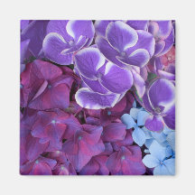 Hydrangea Blossoms Fridge Magnets