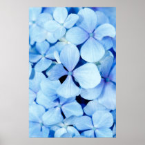 Hydrangea closeup posters