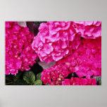 Hydrangea flowers poster