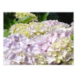 Hydrangea Garden Floral Photography art prints photography