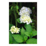 Hydrangea in the forest photographic print