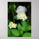 Hydrangea in the forest print
