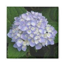 Hydrangea Refrigerator Magnets