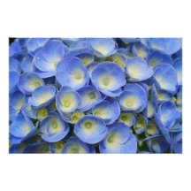 Hydrangea Photo