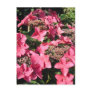 Hydrangea. Pink Flowers. Post Cards