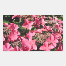 Hydrangea. Pink Flowers. Sticker