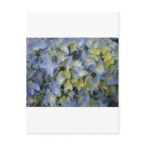 Hydrangea Cartes Postales