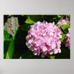 Hydrangea Poster