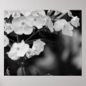 Hydrangea posters