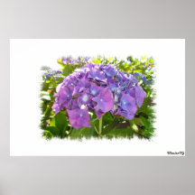 Hydrangea Poster