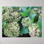 Hydrangea Posters
