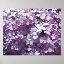 Hydrangea View Print