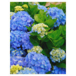 Hydrangeas Flyers