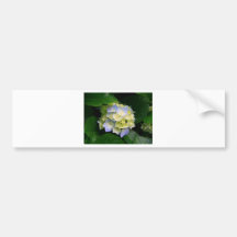Hydrangeas.jpg Autocollant Pour Voiture