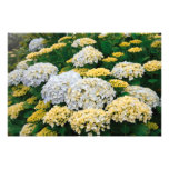 Hydrangeas Photograph