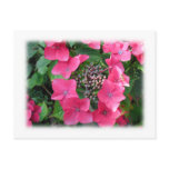 Hydrangeas. Pink Flowers. White. Post Cards