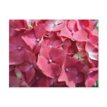 Hydrangeas Post Card