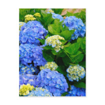 Hydrangeas Post Cards