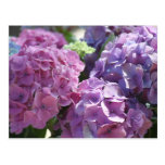 hydrangeas postcard