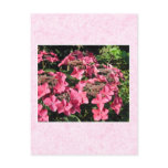 Hydrangeas. Pretty Pink Flowers. Post Cards