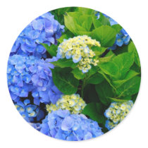 Hydrangeas Round Stickers