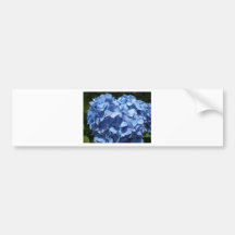 Hydranger 1 - at The Cleeve in Exmoor Bumper Stickers