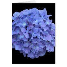 Hydrengea Cards