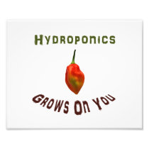 Hydroponics grows on you, single habanero pepper photo art