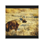 Hyena brown Kruger National Park Africa Stretched Canvas Print
