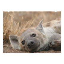 Hyena Picture Invitation