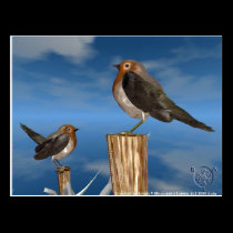 HYPER BIRDS / ROBIN RED BREAST postcards