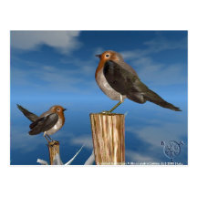 HYPER BIRDS / ROBIN RED BREAST POST CARD