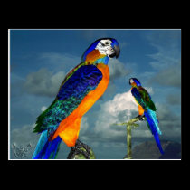 HYPER PARROTS / BLUE ARA postcards