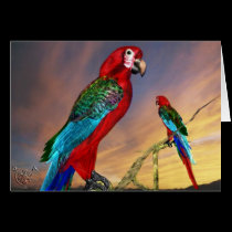 HYPER PARROTS / RED ARA cards