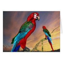 HYPER PARROTS / RED ARA GREETING CARDS