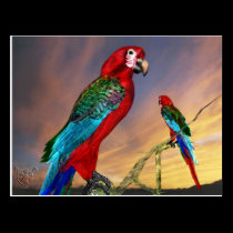 HYPER PARROTS / RED ARA postcards
