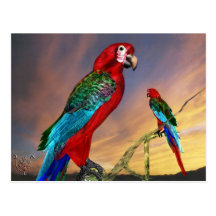 HYPER PARROTS / RED ARA POST CARDS