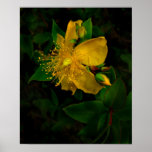 Hypernium-Flowers of the Mind posters