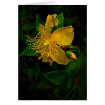 Hypernium Greeting Cards